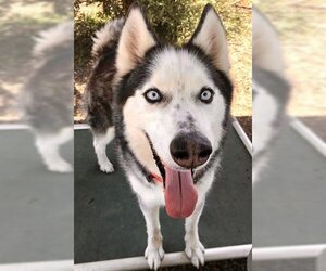 Siberian Husky Dogs for adoption in Petaluma, CA, USA