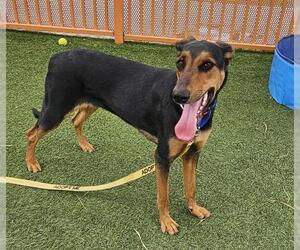 Doberman Pinscher-Unknown Mix Dogs for adoption in Las Vegas, NV, USA