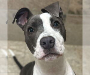 Mutt Dogs for adoption in Jefferson, WI, USA