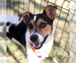 Mutt Dogs for adoption in San Antonio, TX, USA