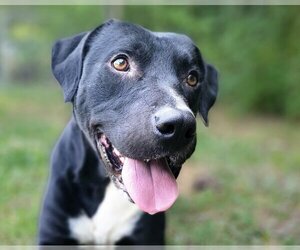 Mutt Dogs for adoption in Anniston, AL, USA