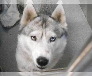 Siberian Husky Dogs for adoption in Orange, CA, USA