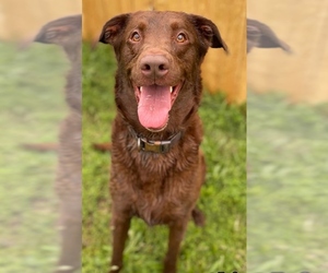 Labrador Retriever Dogs for adoption in Minneapolis, MN, USA