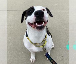 American Staffordshire Terrier-Pointer Mix Dogs for adoption in Grand Prairie, TX, USA