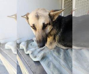 German Shepherd Dog Dogs for adoption in Bakersfield, CA, USA