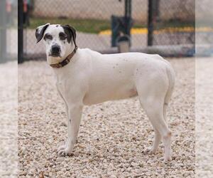 Dalmatian-Unknown Mix Dogs for adoption in Waco, TX, USA