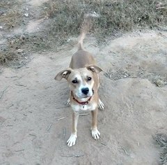 Small Labrador Retriever