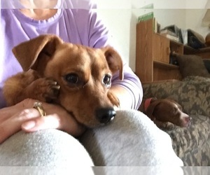 Chiweenie Dogs for adoption in Alvarado, TX, USA