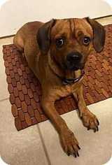 Puggle Dogs for adoption in Tampa, FL, USA