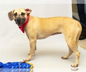 Black Mouth Cur Dogs for adoption in Sanford, FL, USA