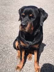 Rottweiler Dogs for adoption in Royal Palm Beach, FL, USA