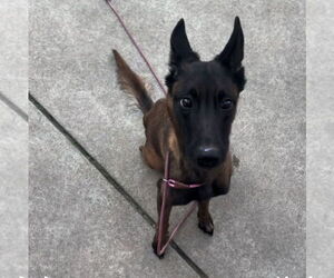 Mutt Dogs for adoption in Imlay City, MI, USA