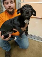 Chiweenie Dogs for adoption in Brookeville, MD, USA