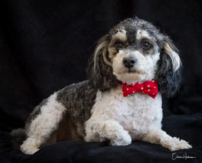 Poodle (Toy) Dogs for adoption in Phelan, CA, USA