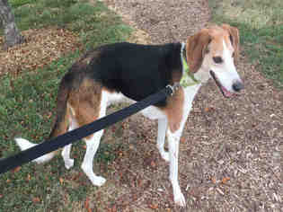 Treeing Walker Coonhound Dogs for adoption in Urbana, IL, USA
