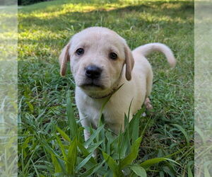 Golden Retriever-Unknown Mix Dogs for adoption in Vail, AZ, USA