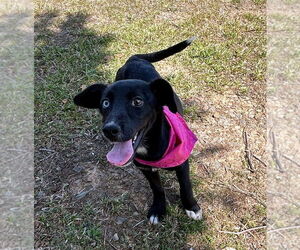 Mutt Dogs for adoption in Bryant, AR, USA