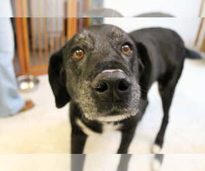 Borador Dogs for adoption in Boise, ID, USA