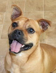 Bull-Boxer Dogs for adoption in Marble, NC, USA