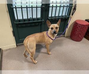 German Shepherd Dog-Unknown Mix Dogs for adoption in Pasadena, CA, USA