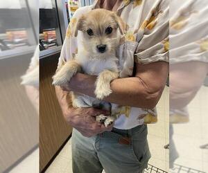 Chihuahua-Unknown Mix Dogs for adoption in Stockton, CA, USA