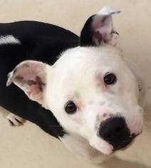 American Bulldog-Unknown Mix Dogs for adoption in Loudon, TN, USA