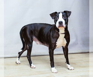 Mutt Dogs for adoption in Sanford, FL, USA