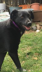 Borador Dogs for adoption in Landenberg, PA, USA