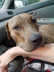 American Pit Bull Terrier-Catahoula Leopard Dog Mix Dogs for adoption in Benton City, WA, USA