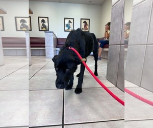 Labrador Retriever-Unknown Mix Dogs for adoption in San Diego, CA, USA