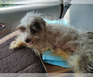 Maltese-Unknown Mix Dogs for adoption in Spring, TX, USA