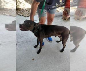 American Pit Bull Terrier-Unknown Mix Dogs for adoption in St. Cloud, FL, USA