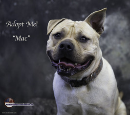 Staffordshire Bull Terrier Dogs for adoption in Acton, CA, USA