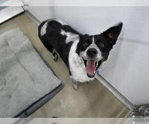 Border Collie-Unknown Mix Dogs for adoption in Temple, TX, USA
