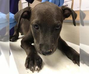 American Pit Bull Terrier-Labrador Retriever Mix Dogs for adoption in Conroe, TX, USA