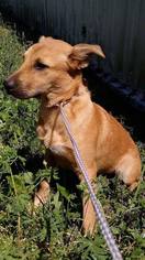 Mutt Dogs for adoption in Rolling Meadows, IL, USA