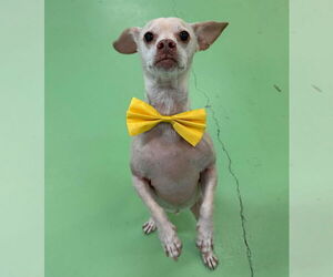 Chihuahua-Unknown Mix Dogs for adoption in phoenix, AZ, USA