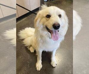Great Pyrenees-Unknown Mix Dogs for adoption in Rockwall, TX, USA
