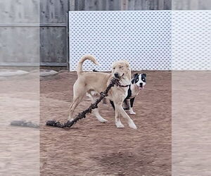 Golden Retriever-Unknown Mix Dogs for adoption in OKLAHOMA CITY, OK, USA