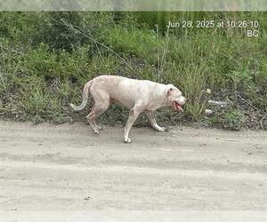 American Pit Bull Terrier Dogs for adoption in Ocala, FL, USA