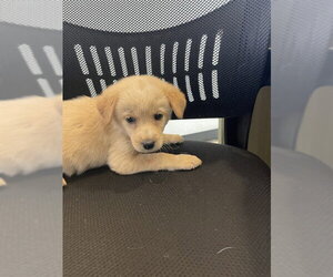 Great Pyrenees-Unknown Mix Dogs for adoption in Plano, TX, USA