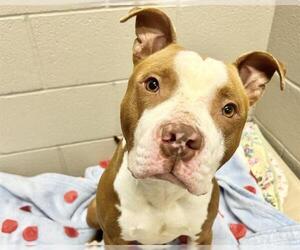 American Staffordshire Terrier-Unknown Mix Dogs for adoption in Raleigh, NC, USA