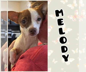 Chihuahua-Unknown Mix Dogs for adoption in New London, WI, USA