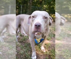 American Bulldog Dogs for adoption in Tallahassee, FL, USA