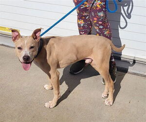 Labrador Retriever-Unknown Mix Dogs for adoption in Louisville, KY, USA