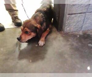 Labrador Retriever-Unknown Mix Dogs for adoption in Tulsa, OK, USA