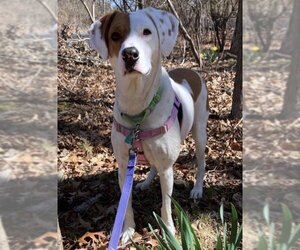Pointer-Unknown Mix Dogs for adoption in Dedham, MA, USA