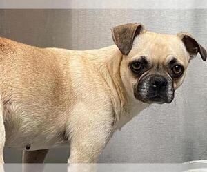 Pug Dogs for adoption in Orange, CA, USA