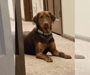 Retriever -Unknown Mix Dogs for adoption in Boston, MA, USA