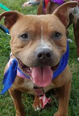 American Pit Bull Terrier Dogs for adoption in Saint Louis, MO, USA